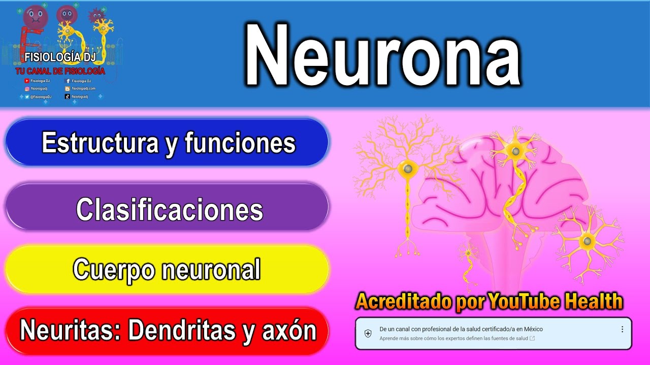 Neuronas | Neuronas del cerebro | Neurona sistema nervioso | Sistema nervioso