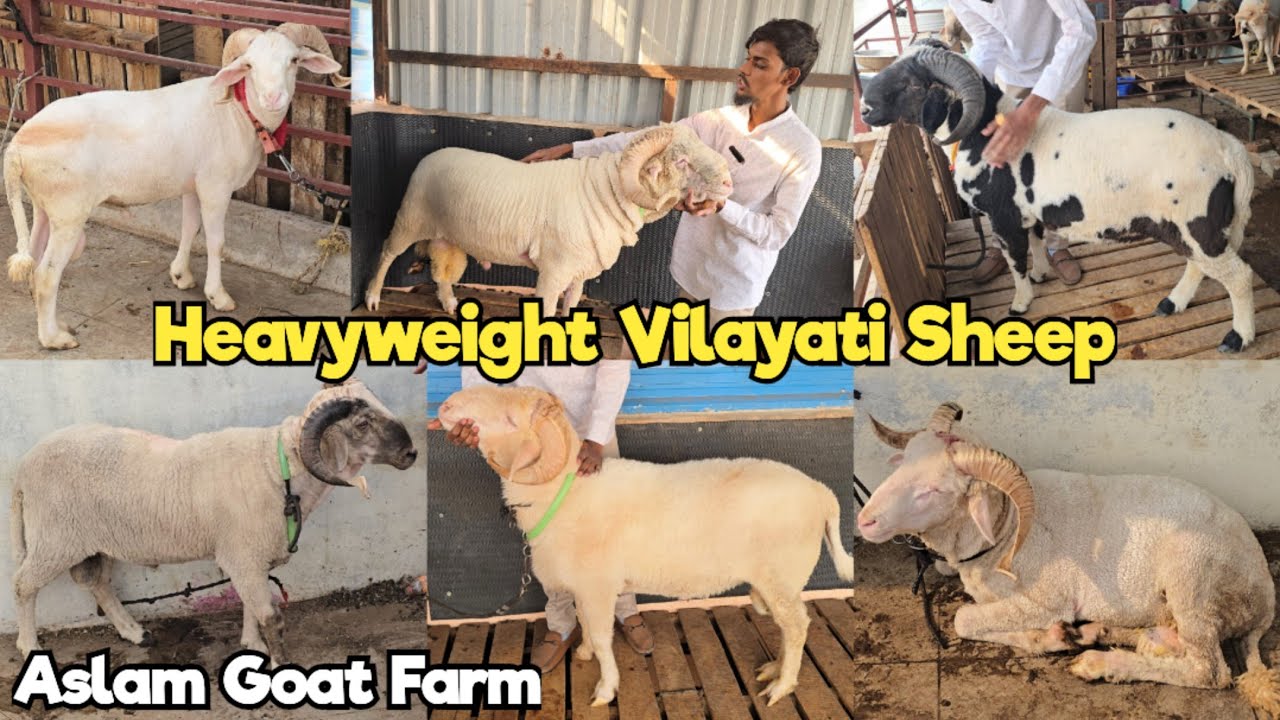 Qurbani 2026 Ke Bade Vilayati Mende | Bannur & Jersey Sheep available @ Aslam Goat Farm | Hyderabad