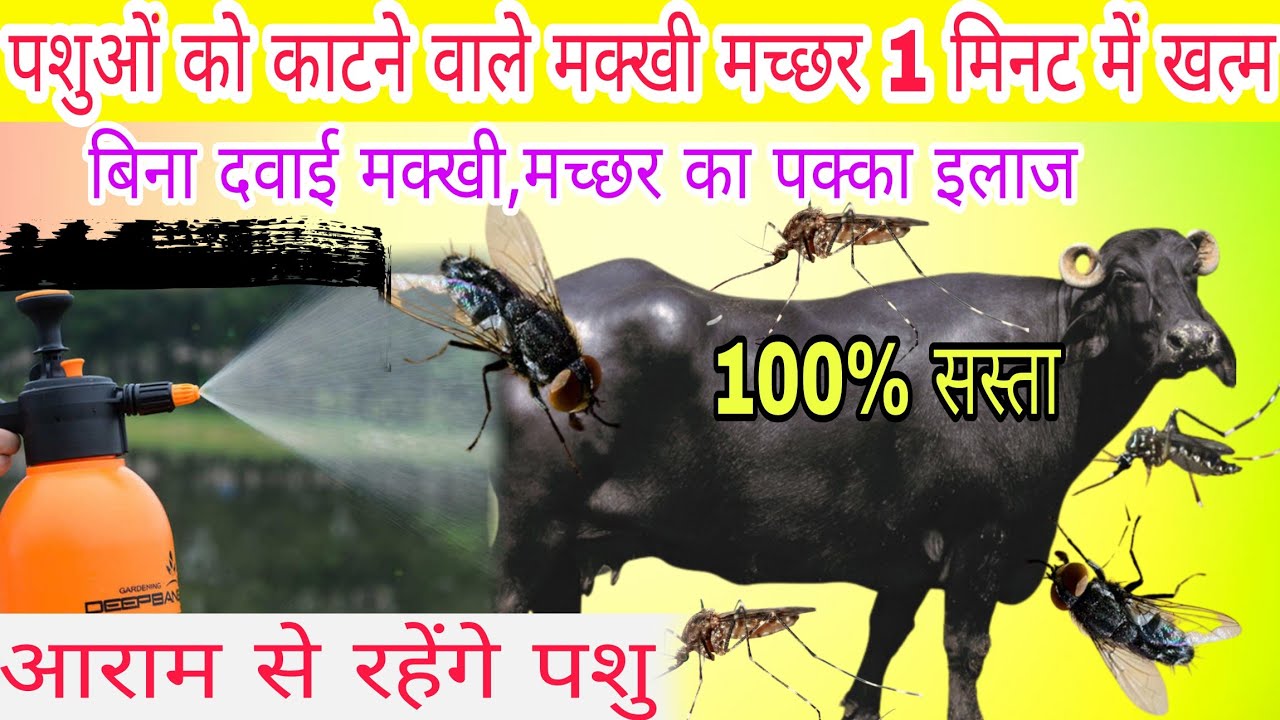 पशुओं को काटने वाले मक्खी मच्छर का खात्मा fly and mosquito killer |  cattle fly control makhi machar