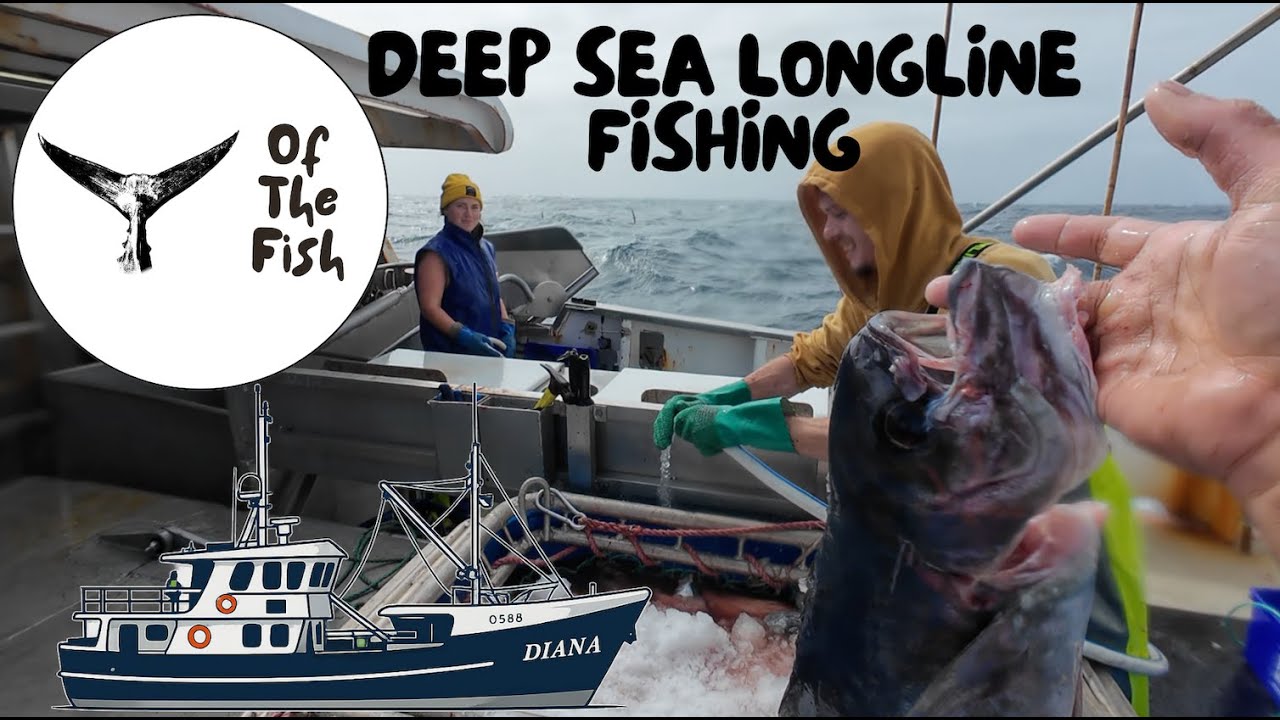 DEEP SEA FISHING - AUTO LONGLINE FOR BLUE EYE TREVALLA - FV DIANA