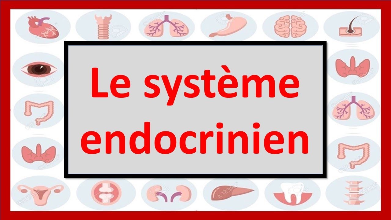 🔴ENDOCRINOLOGIE : LE SYST&Egrave;ME ENDOCRINIEN EN 06 MINUTES