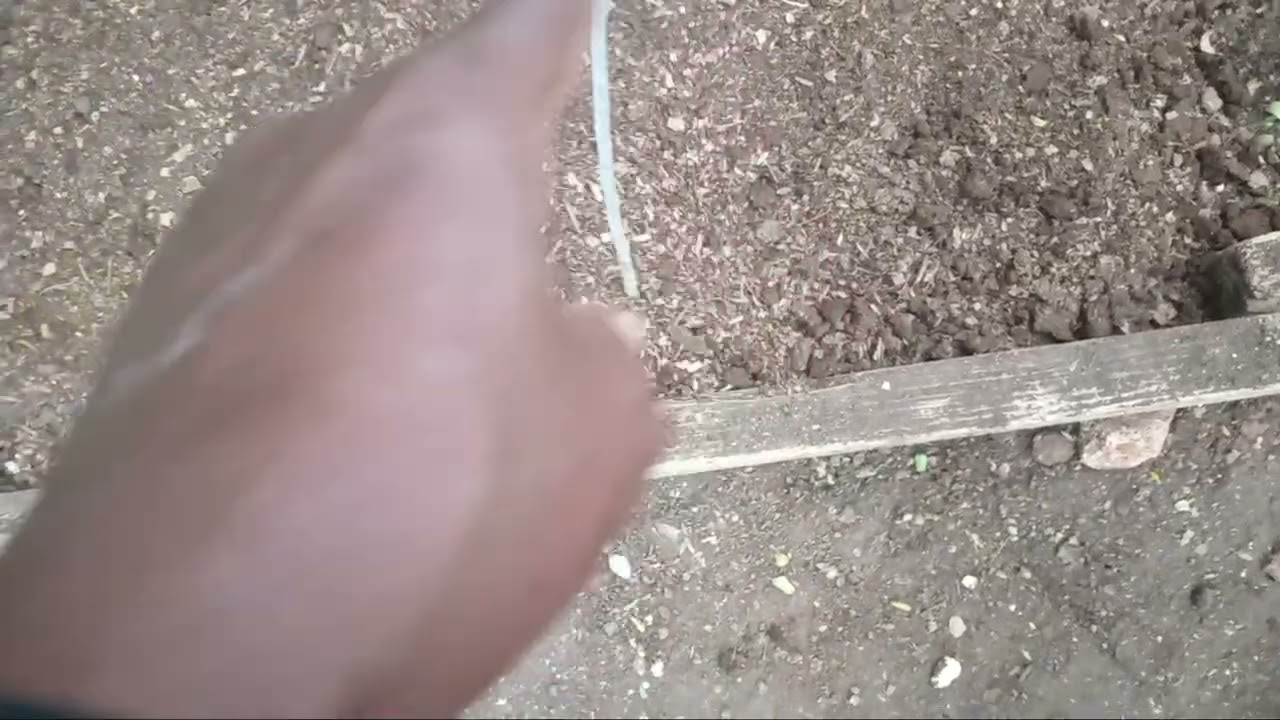 GARDEN EXPANSION CONTINUES PLUS A LIKKLE XTRA.