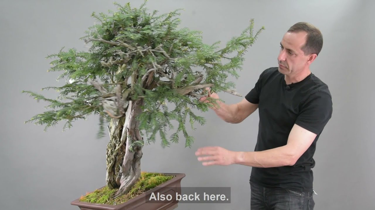 Tejos. Vista previa de mi Masterclass en Bonsai-U.