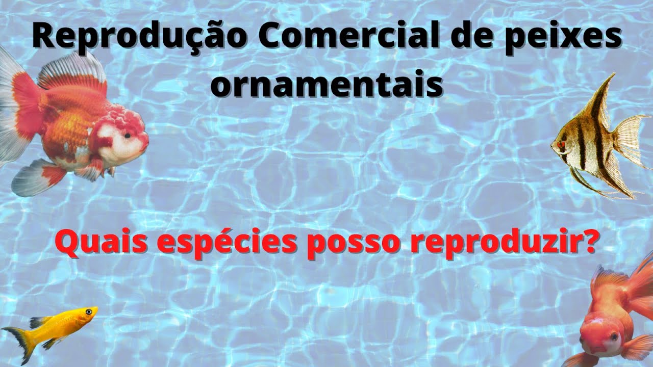 Reprodução comercial de peixes ornamentais - Quais peixes posso reproduzir?