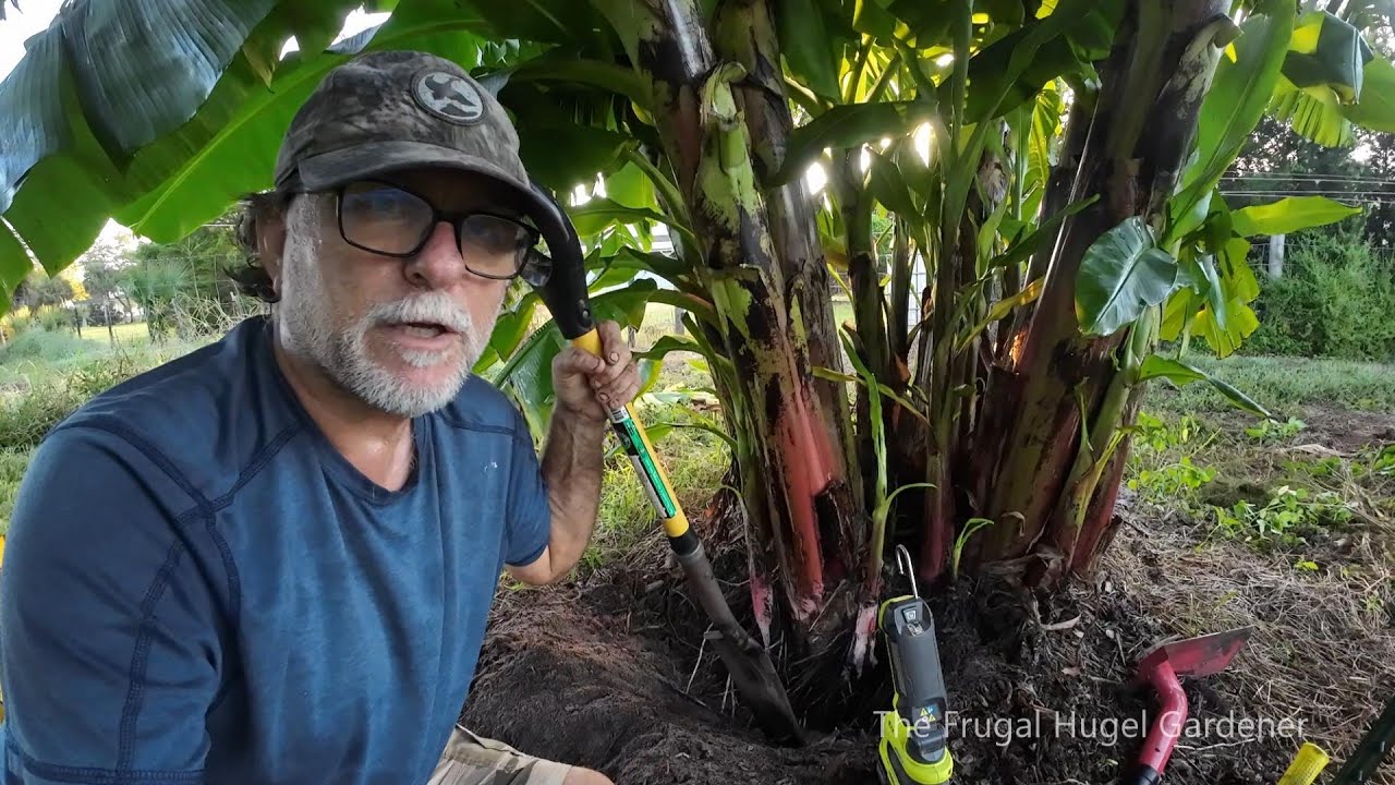 Extreme Dwarf Cavendish Banana Separation from Parent Plants. A must See...