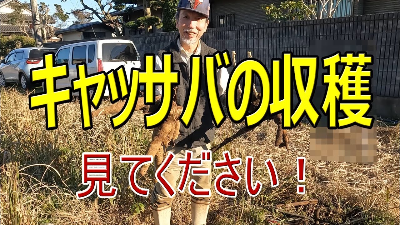【キャッサバ】見たことない！キャッサバの収穫 ～ 千葉県横芝光町