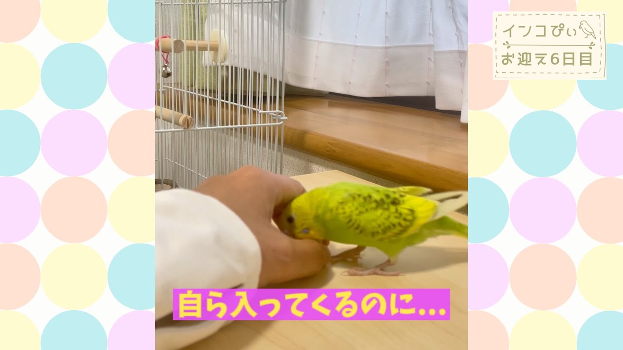 文句言いながらも離れないインコ~お迎え6日目 | Parrot Complains but Won’t Leave 🐥