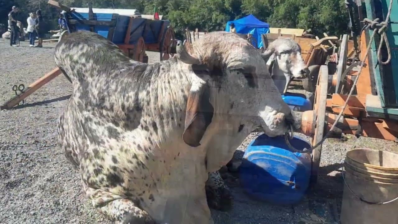 Caramujinho no DankFest - Igrejinha