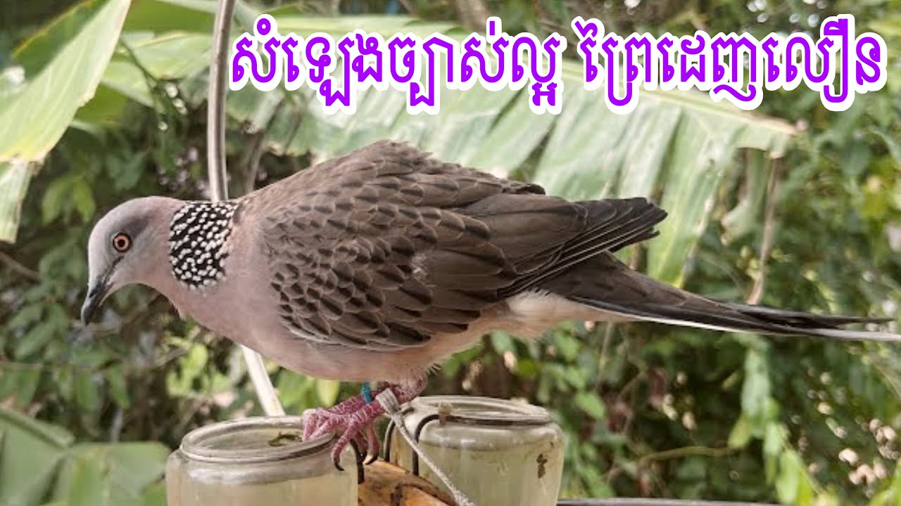 សំឡេង លលកច្បាស់ល្អ