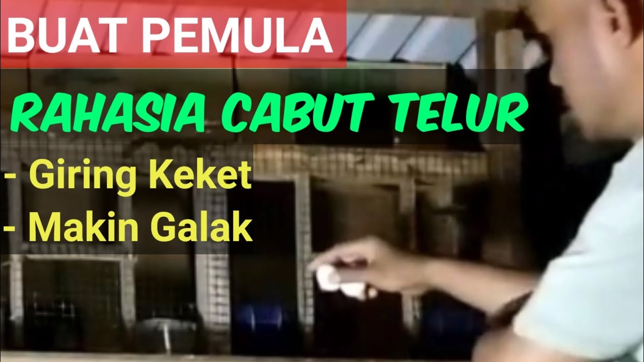 CARA MENCABUT TELUR MERPATI YANG BENAR Agar Giring Keras