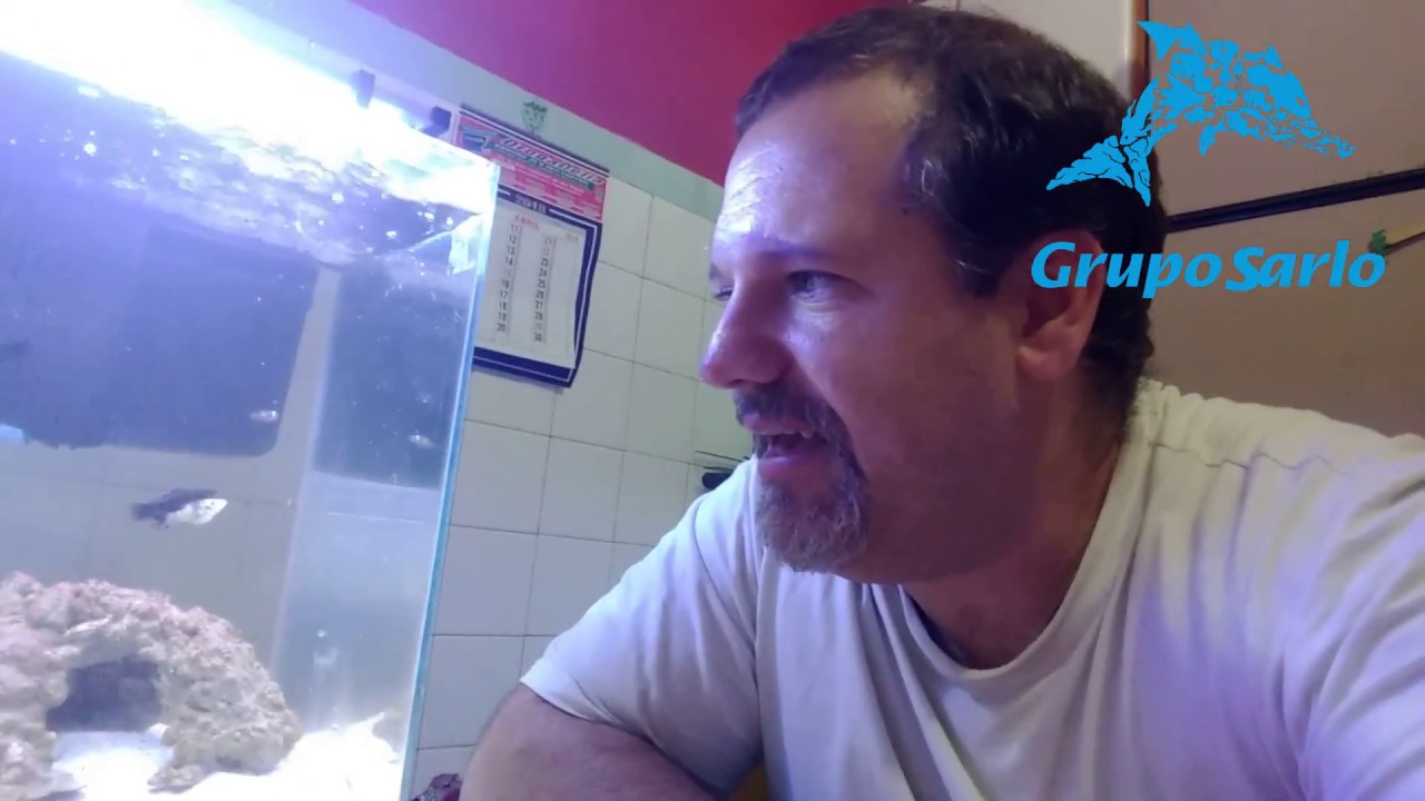 Aquário Marinho Para Iniciantes - Parte 5 -  A Chegada dos Palhaços