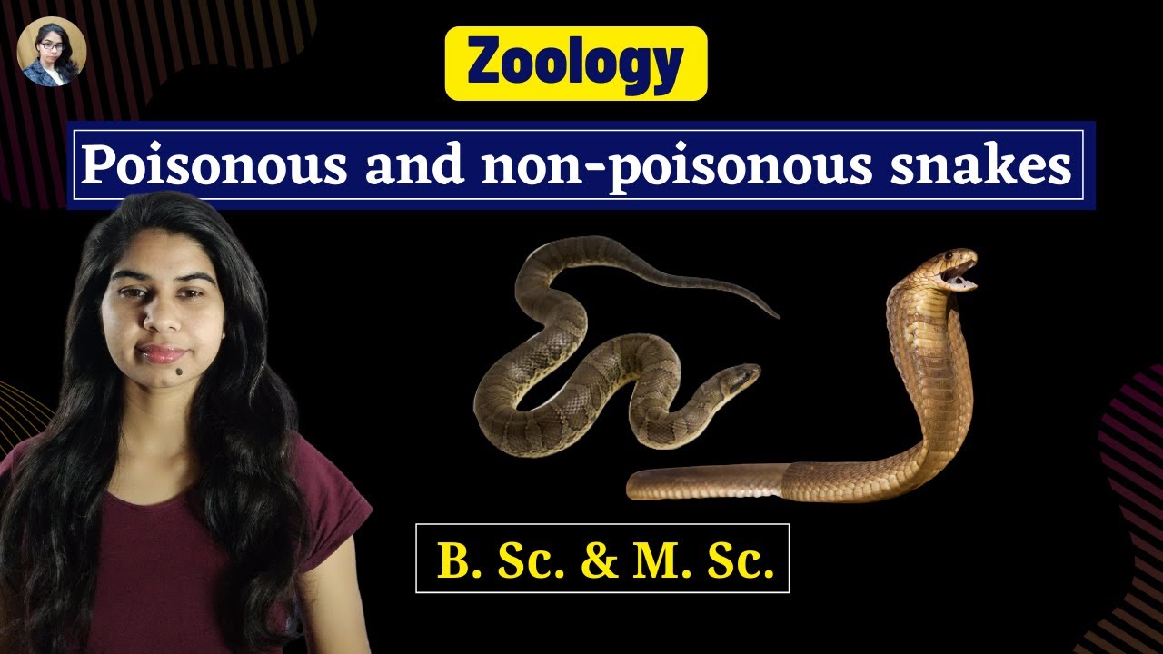 Poisonous and non-poisonous snakes in Hindi II B. Sc. 2nd year II Zoology