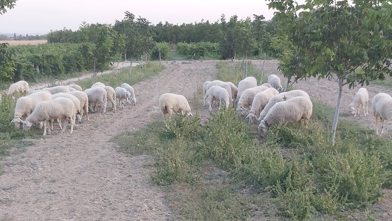 Günlük işleri hallettik ve koyundayız