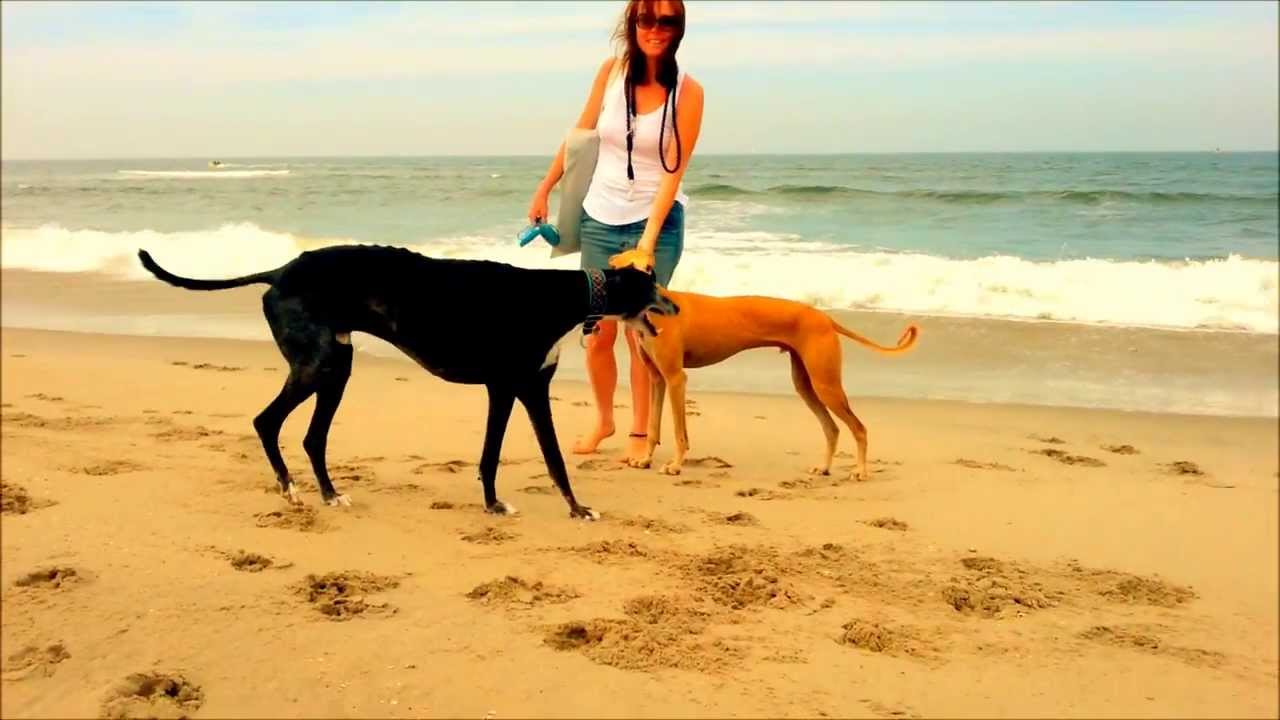 Greyhound and Galgo Español on the Beach