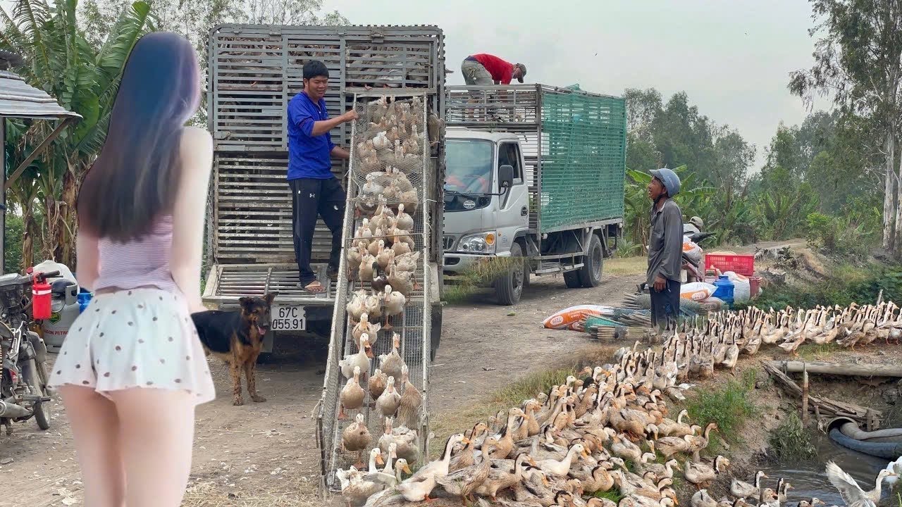 Full Video Pov Life : Daily Life of Raising Ducks in the Field  High Productivity and Efficiency