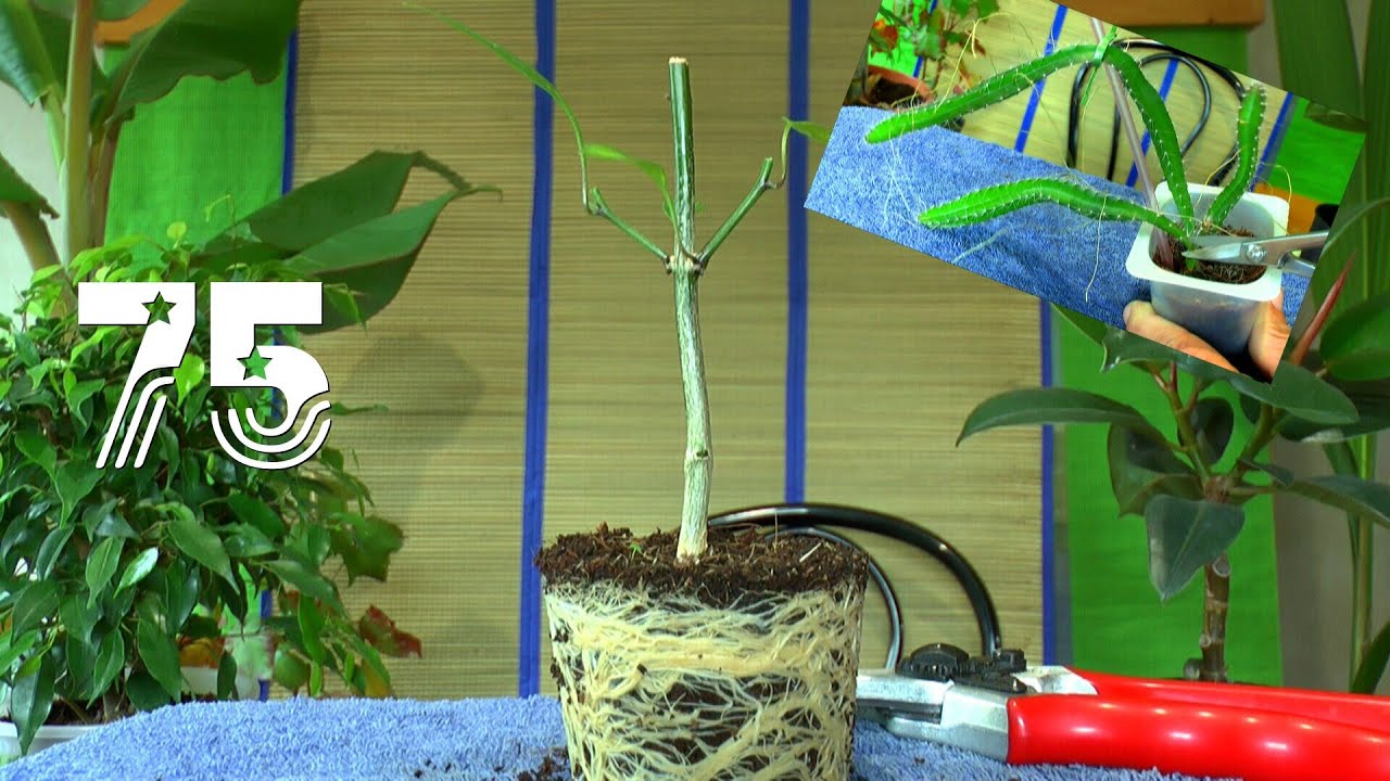 Chili Bonsai. Die Sämlinge und wie geht es weiter mit den Exoten und anderen Pflanzen Teil 75