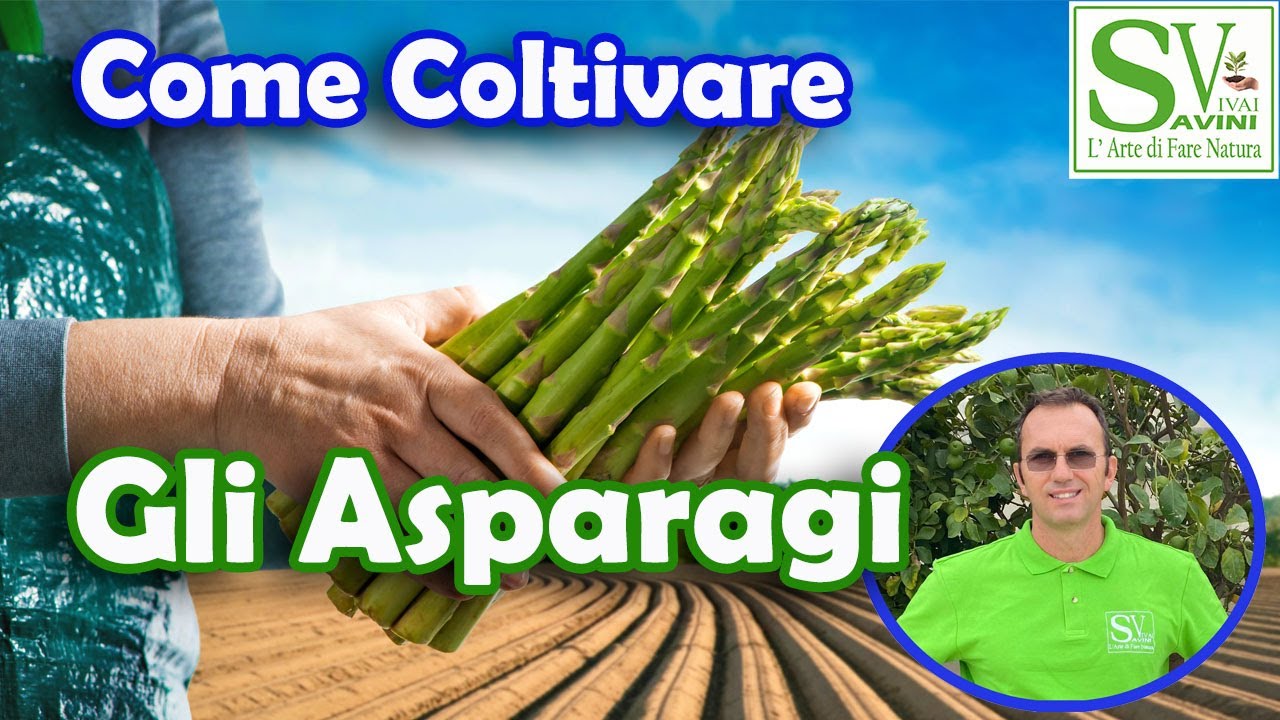 Quando e come trapiantare le zampe di asparago