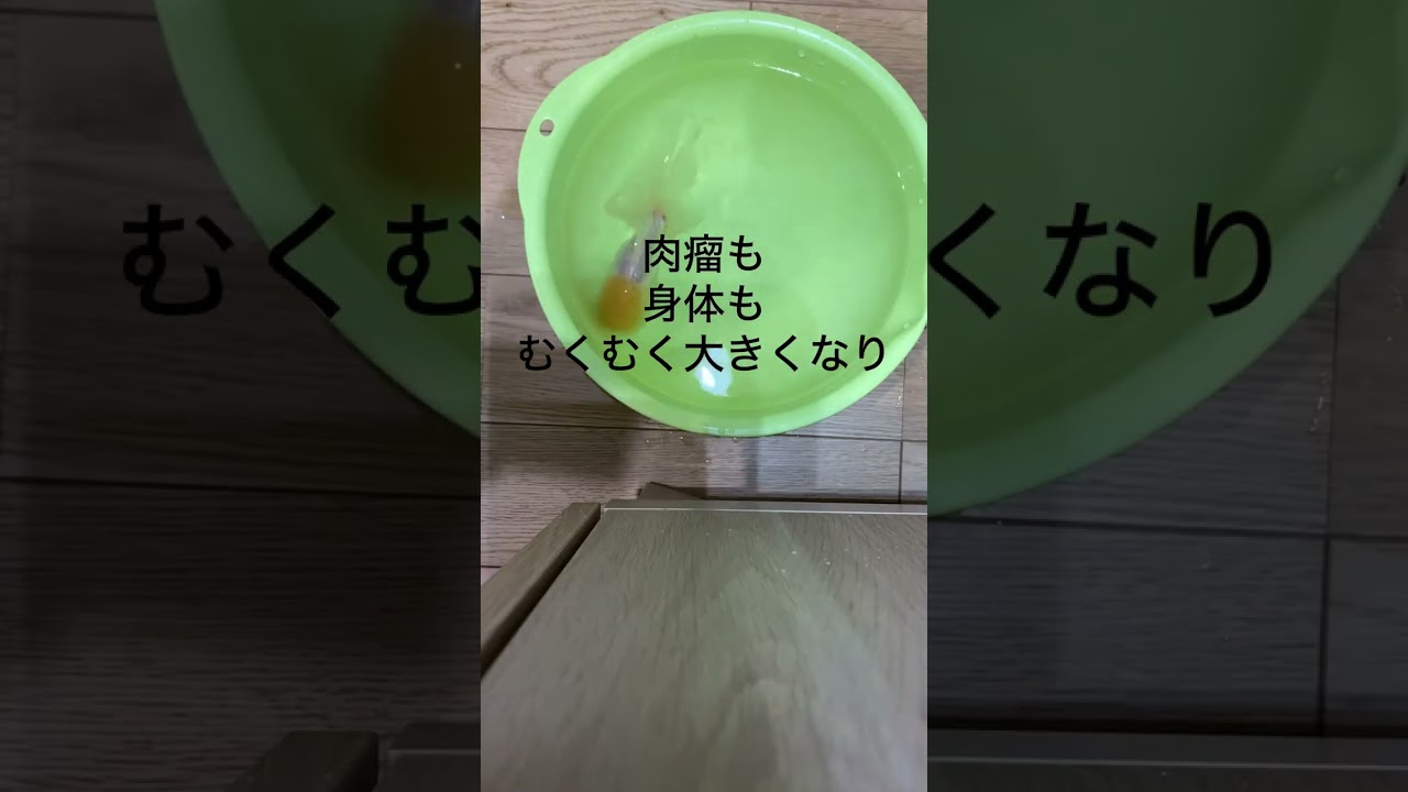 白オランダ獅子頭　水換え