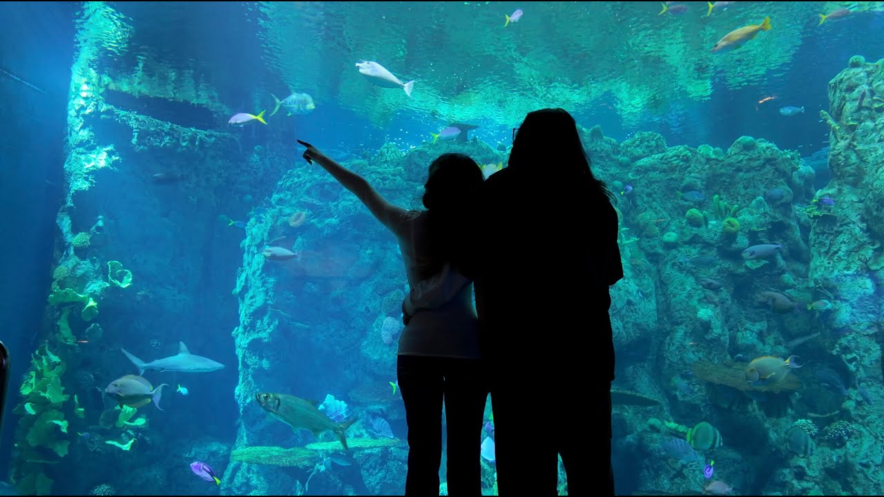 Поездка в Аквариум