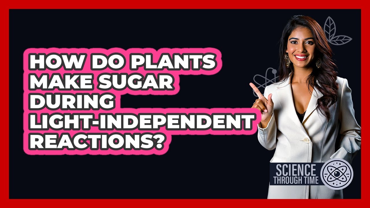 How Do Plants Make Sugar During Light-independent Reactions? - Science Through Time