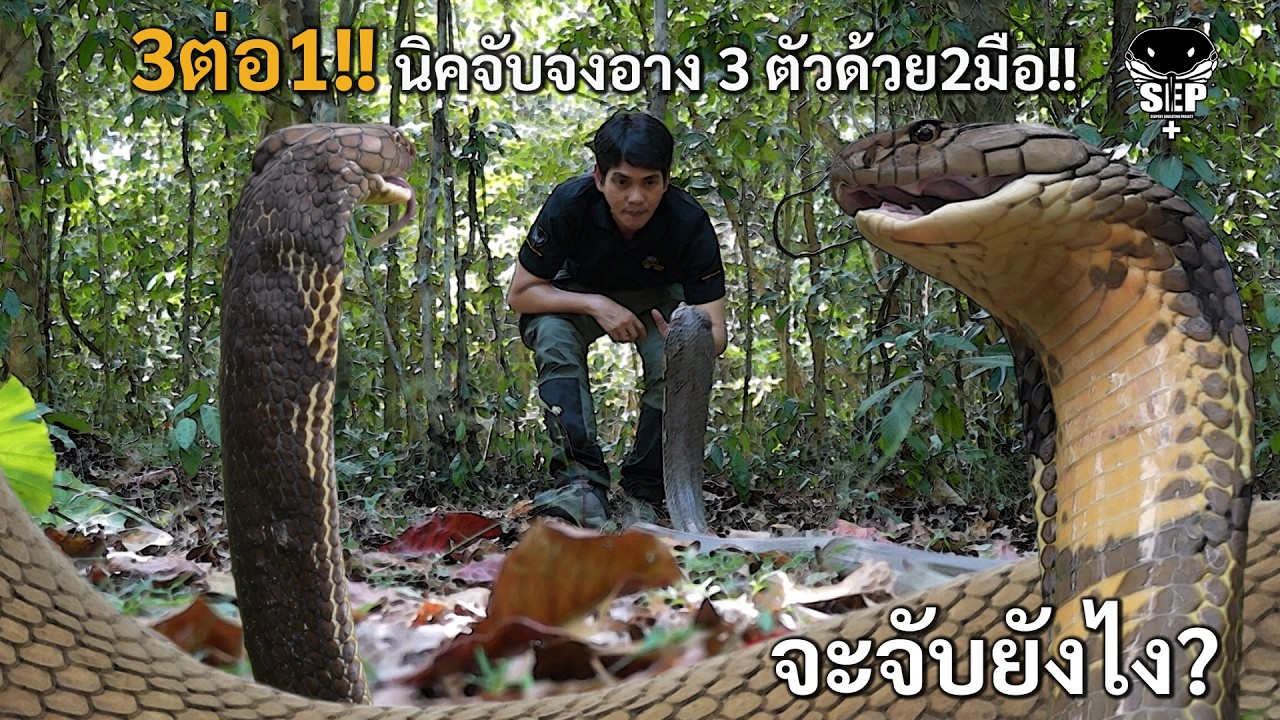 SEP EP.58 3ต่อ1!! นิคจับจงอาง 3 ตัวด้วย2มือ!!