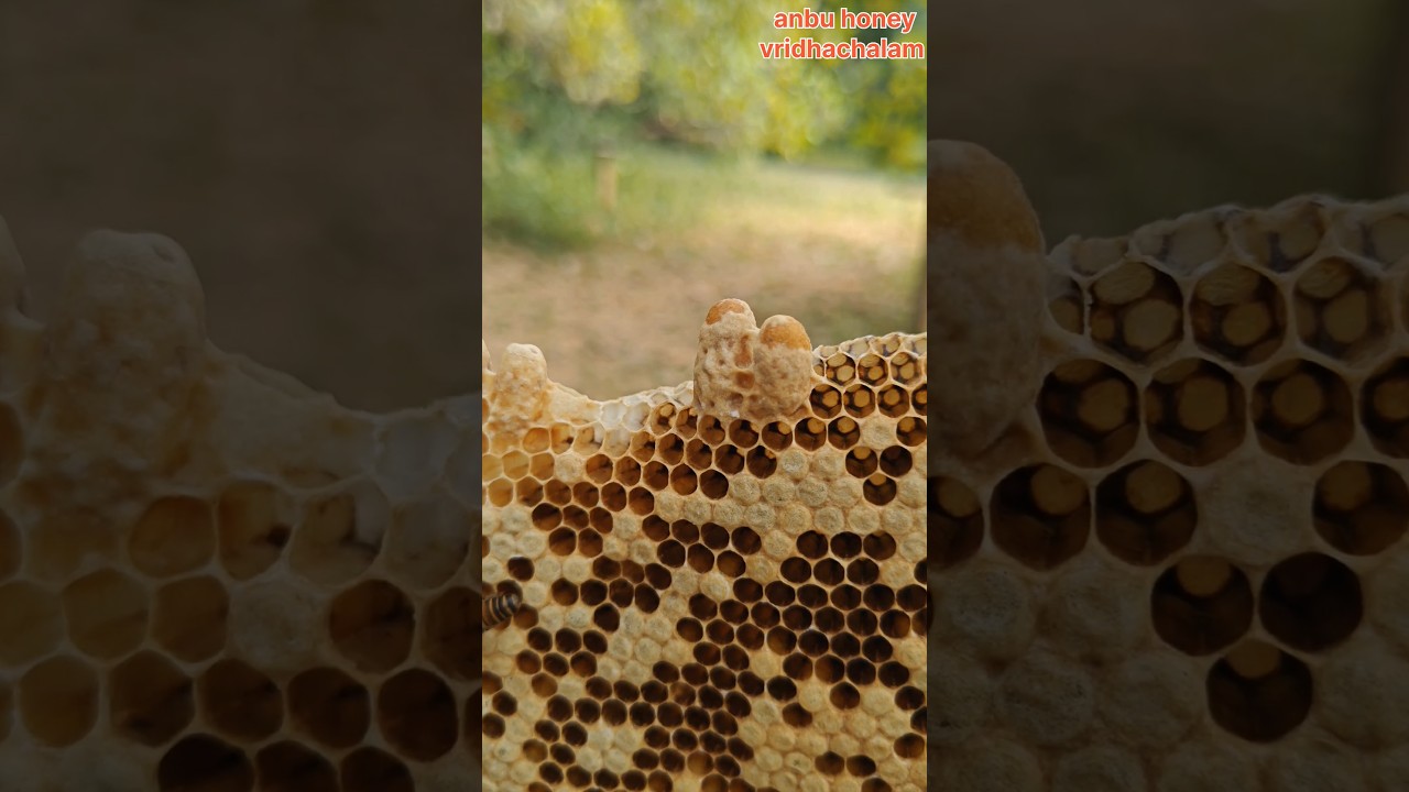 1 bee box to 10 bee box simple method #shortsvideo#shortsvideo#tamil #தேன் #beeshoney#apismellifera