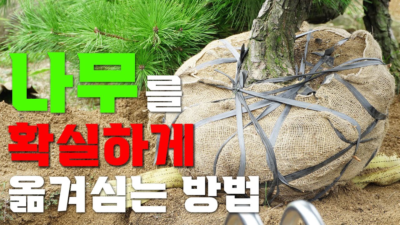 나무를 확실하게 옮겨심는 방법을 알려드립니다 ㅣ 나무 옮겨심는 방법 ㅣ 분돌림 방법