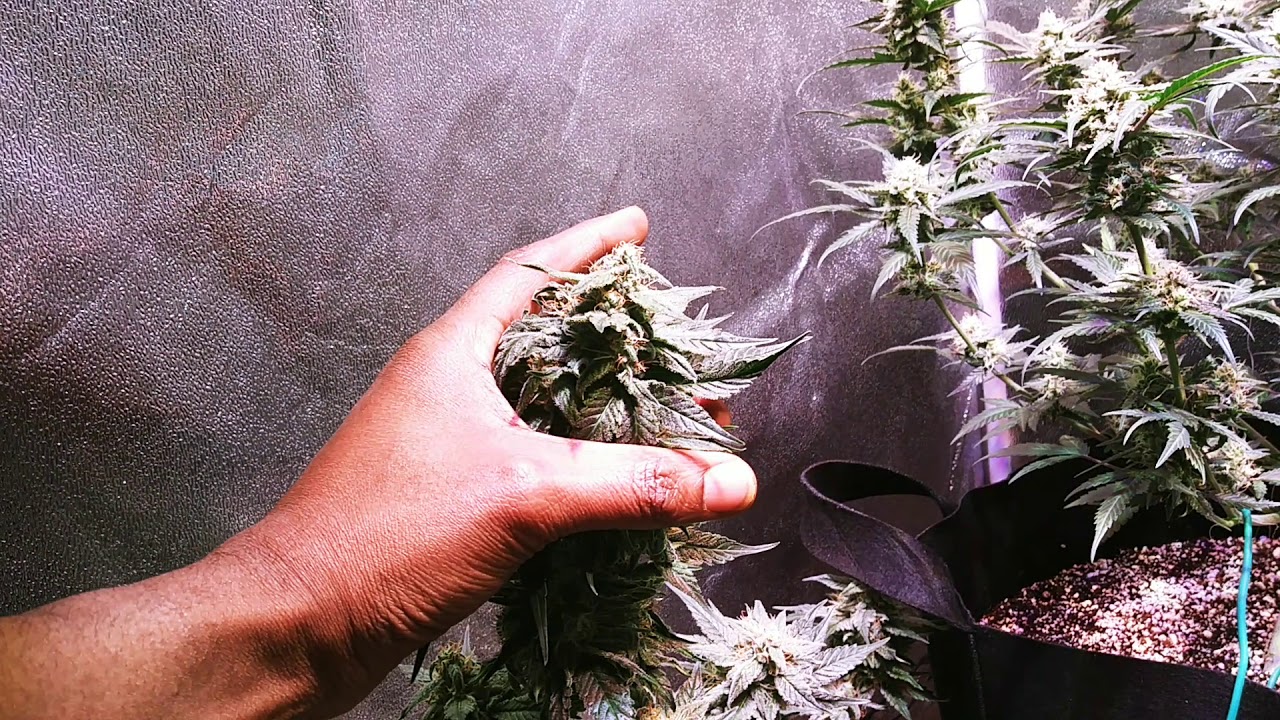 Day 67 Autoflower Optic4 led grow.