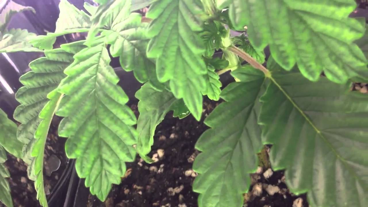 600 watt hps