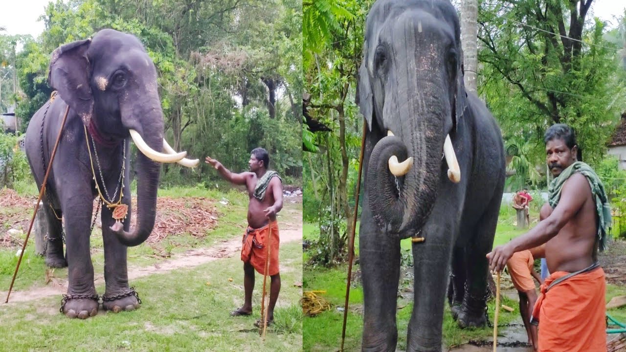 😍ഗോപീകണ്ണനും കോട്ടായി രാജുവേട്ടനും🥰🔥🔥 തൃപ്രയാറിൽ, #keralaelephant  #thriprayar