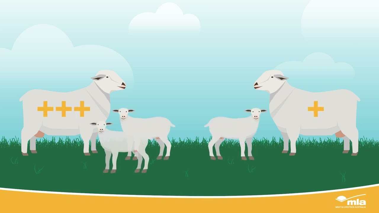 Sheep Reproduction Traits