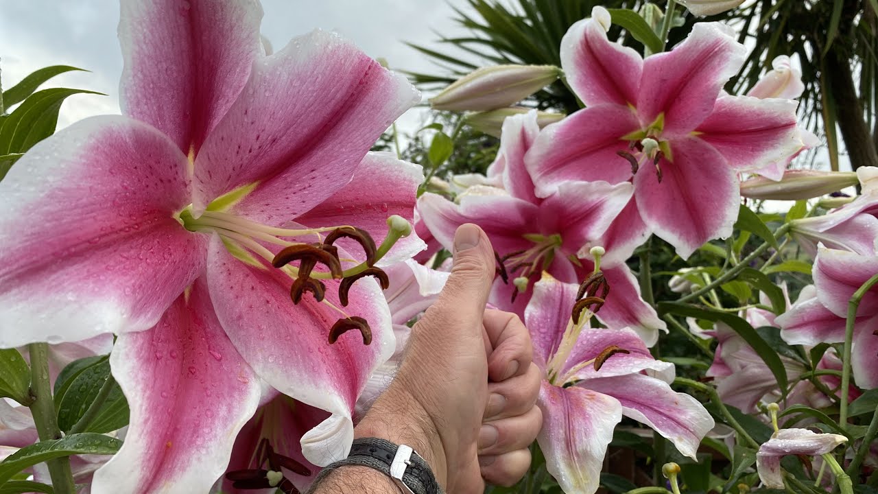 Top 3 giant perfumed lilies growing outside in pots '#lily #giant #success #outside #garden #grow