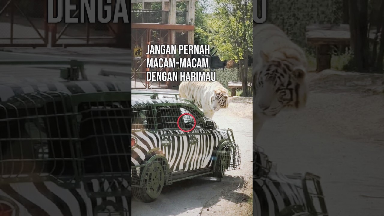 Jangan pernah keluar mobil meskipun harimau ini tampak tenang 💀