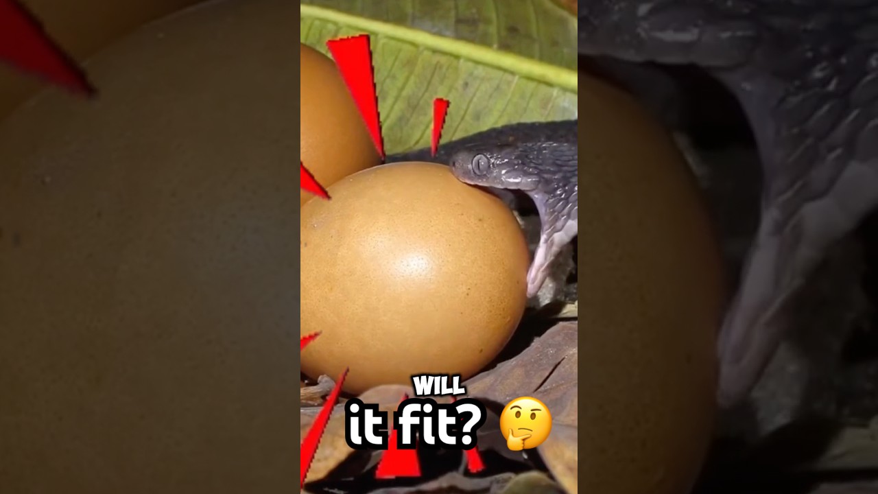 Masters of the Impossible Bite 🐍🥚 