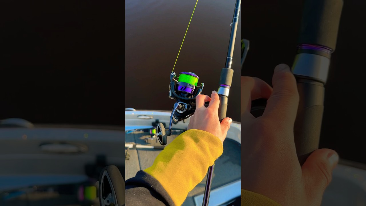 Daiwa Prorex spinn-setup for gjedde! 🙌🐊 #gjeddefiske #pike #sportsfiske