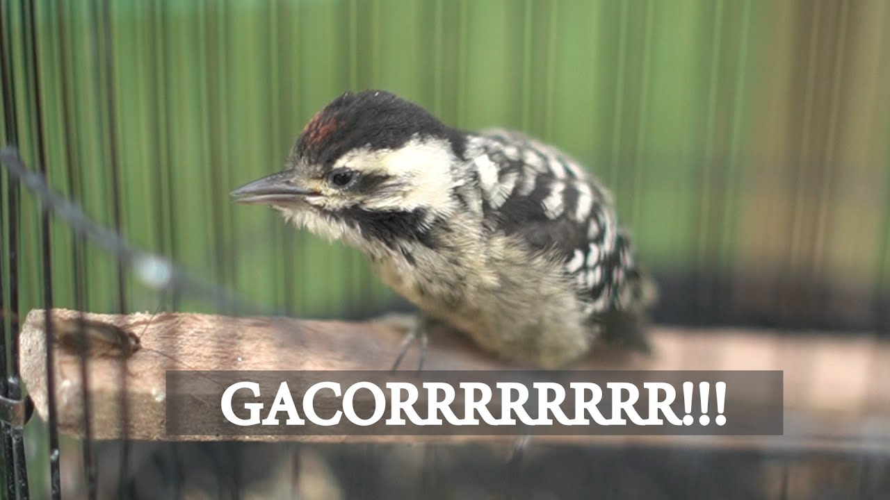 SUARA BURUNG PELATUK ULAM GACOR