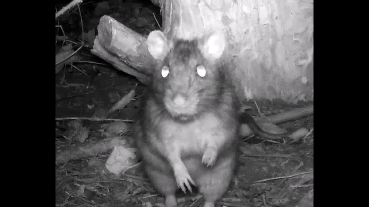 Night adventures of a rat - trail camera