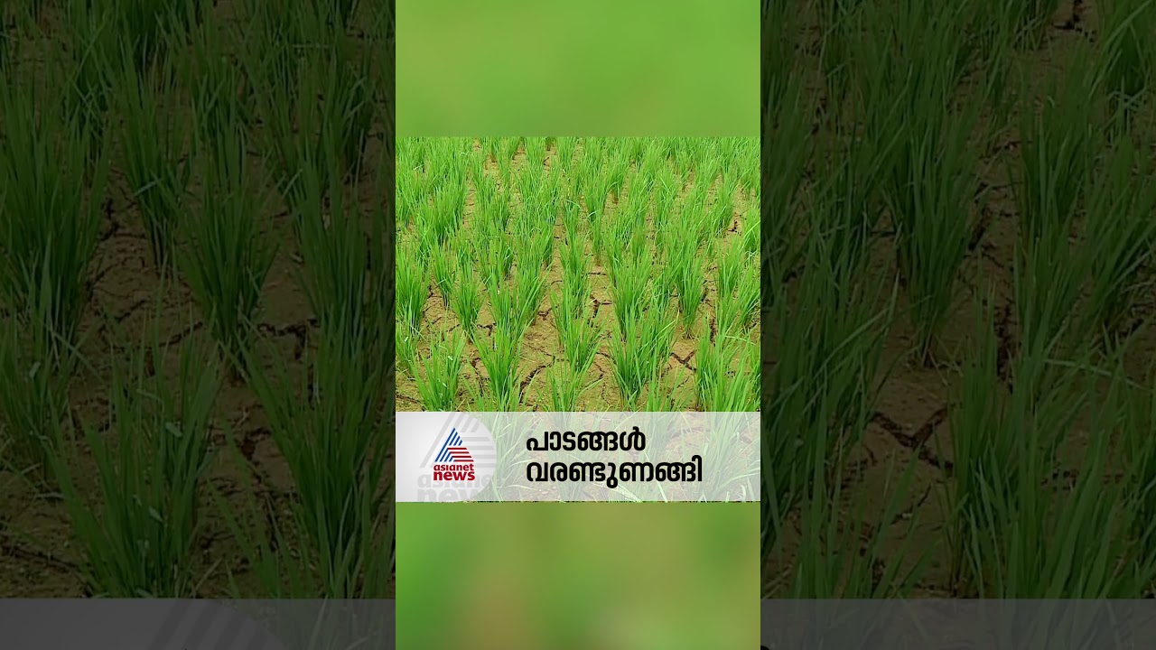 കാലവര്&zwj;ഷം പകുതി ആയിട്ടും പാലക്കാട് മഴയില്ല