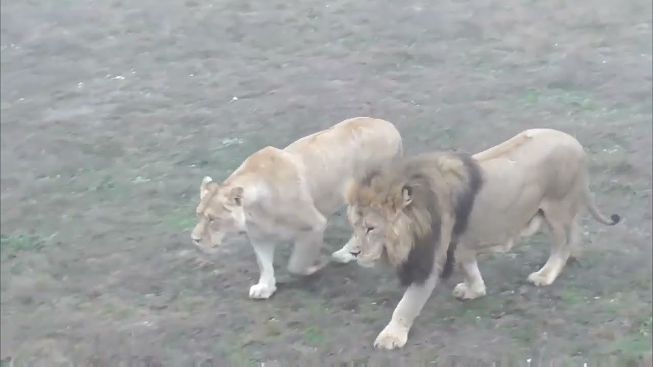 У Зевса роман с Любашей! Парк львов Тайган ❤️ 
