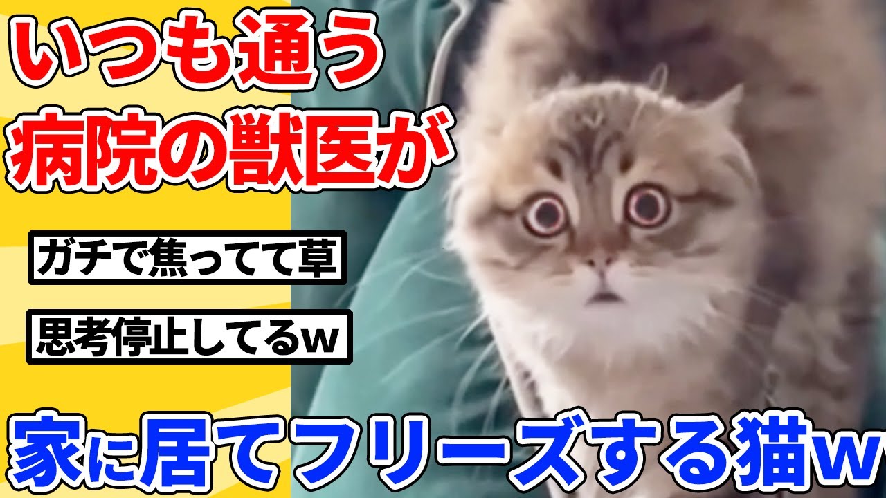 【2ch動物スレ】通ってる動物病院の獣医が普通に家にいたときの猫の反応ｗｗｗｗｗ