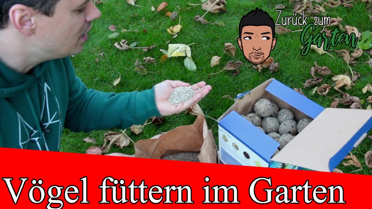 Vögel im Garten füttern Tipps zum Futter und Futterstellen