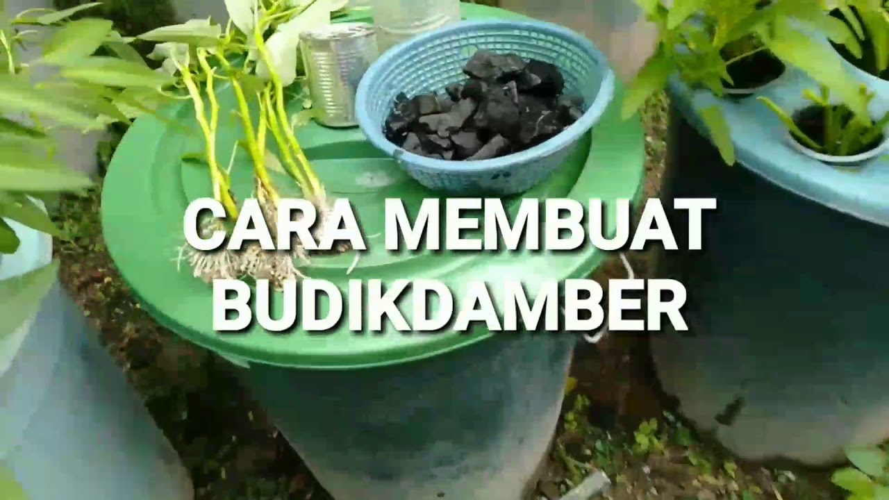 Teknik Membuat Budikdamber untuk Ketahanan Pangan Keluarga