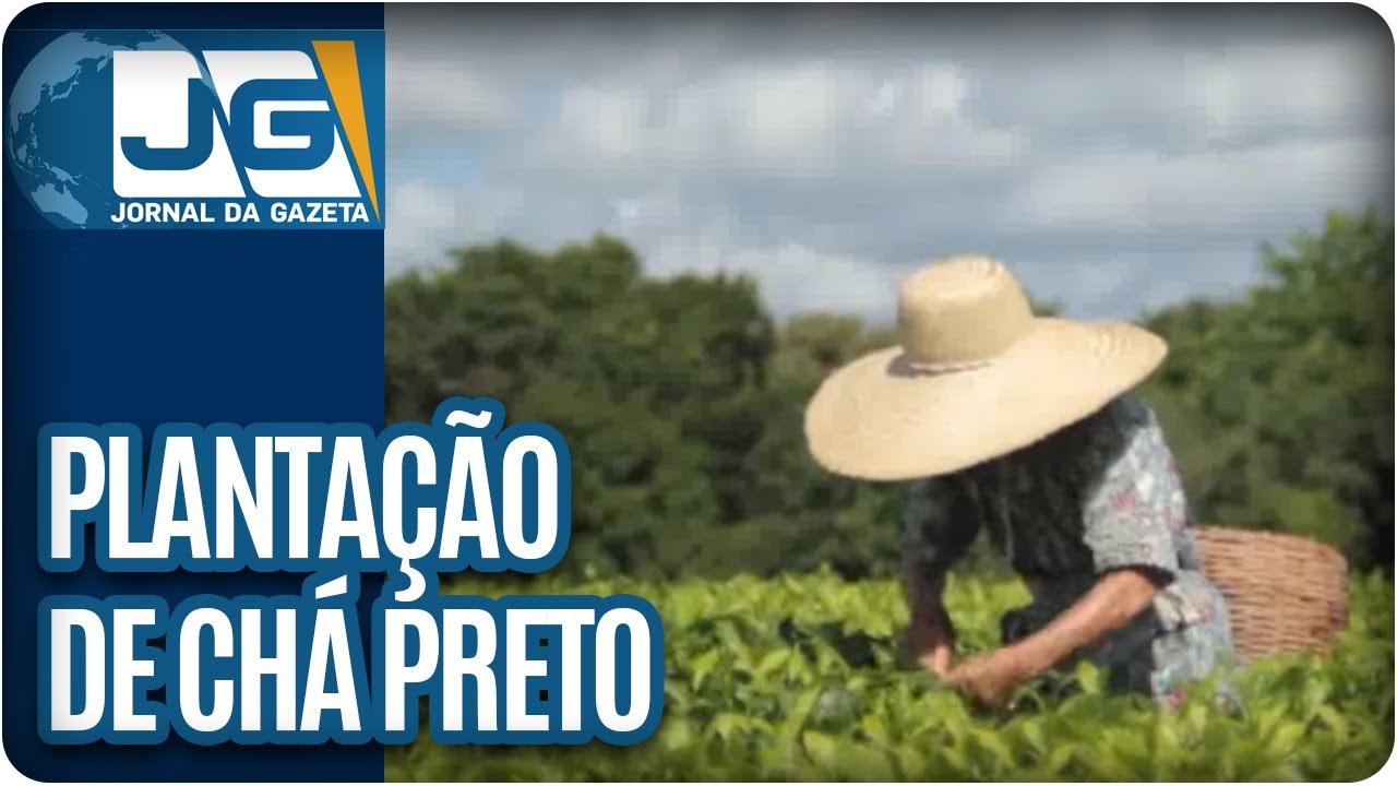 Japonesa de 90 anos planta chá preto