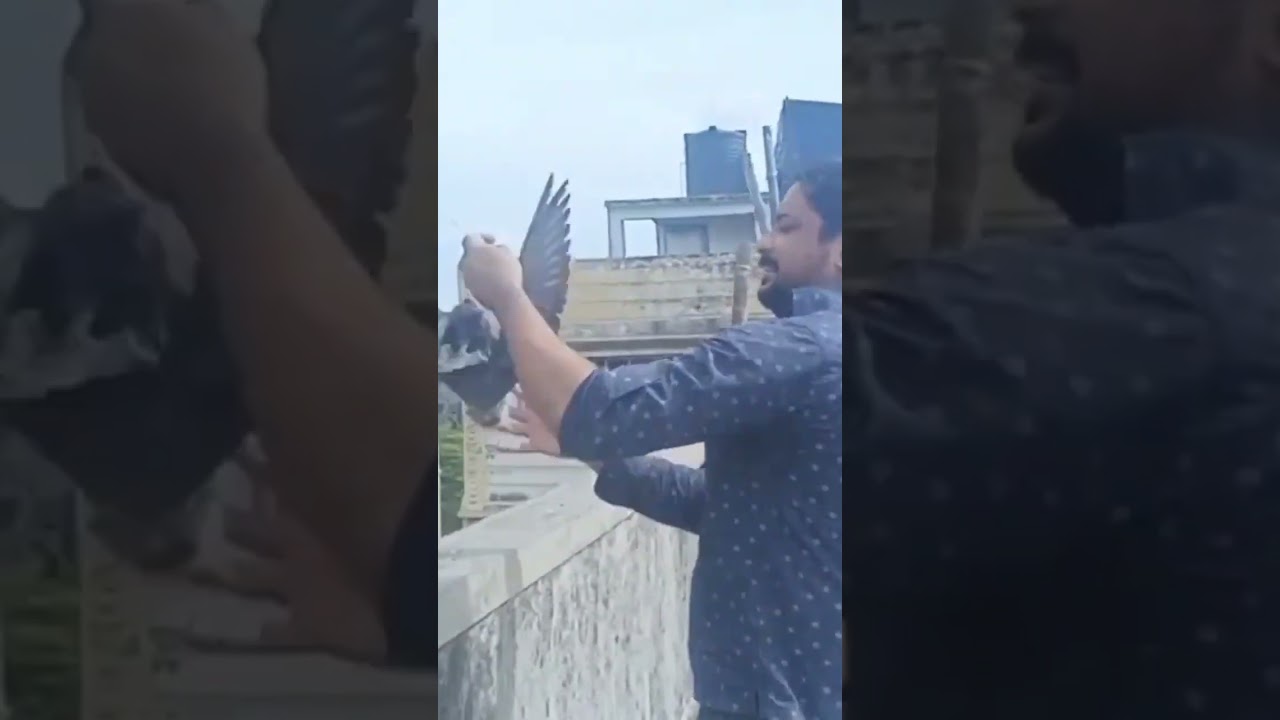 Poor Bird 🐦 Kites Manja Deadly Attack 😢 Sad & Real . #reels #short #trending #viral