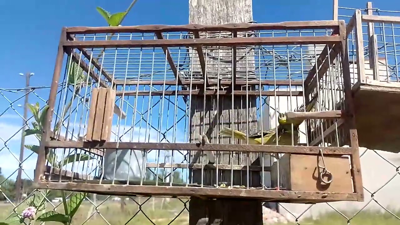 Mis pájaros 2025 me con fundi en el vídeo .👋🐦