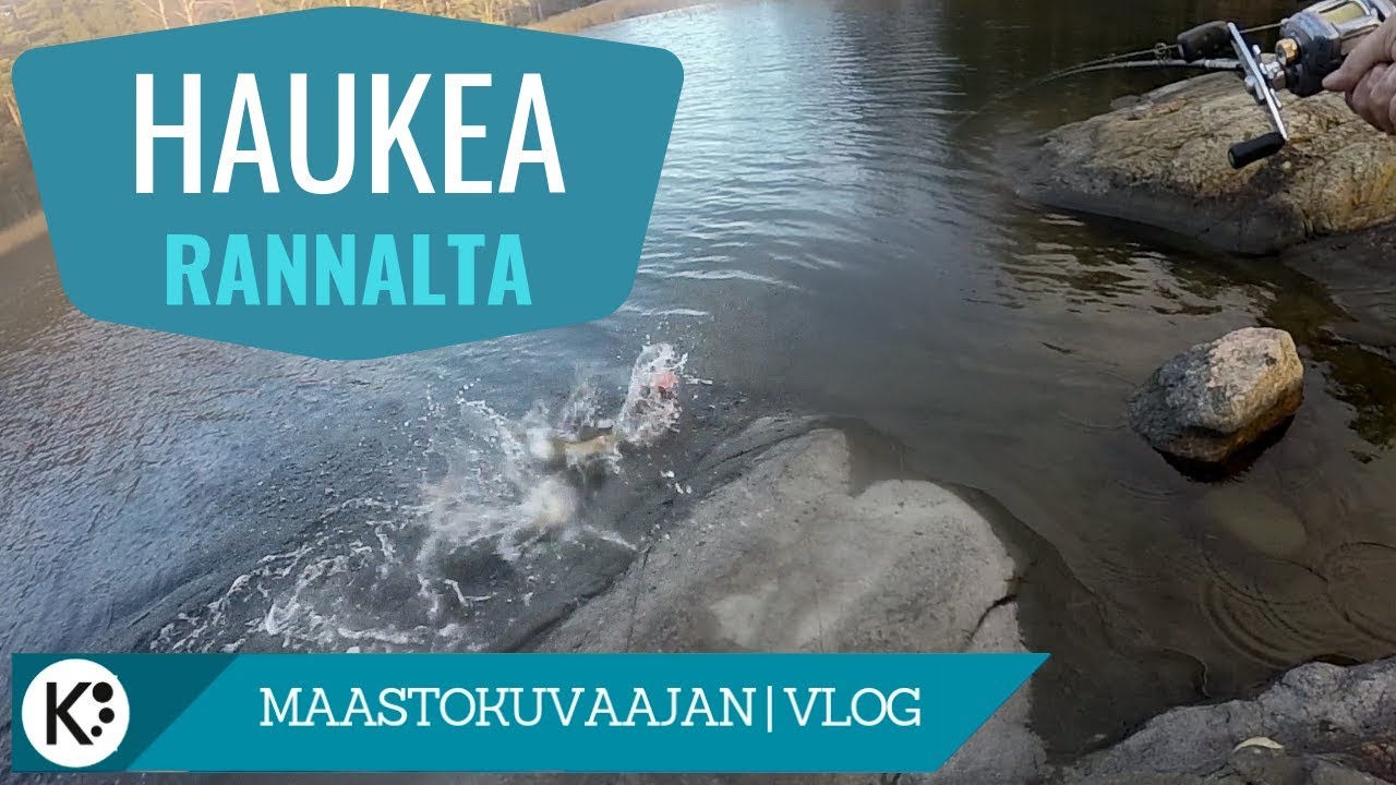 Haukea rannalta - Mist&auml;, mill&auml; ja miten?