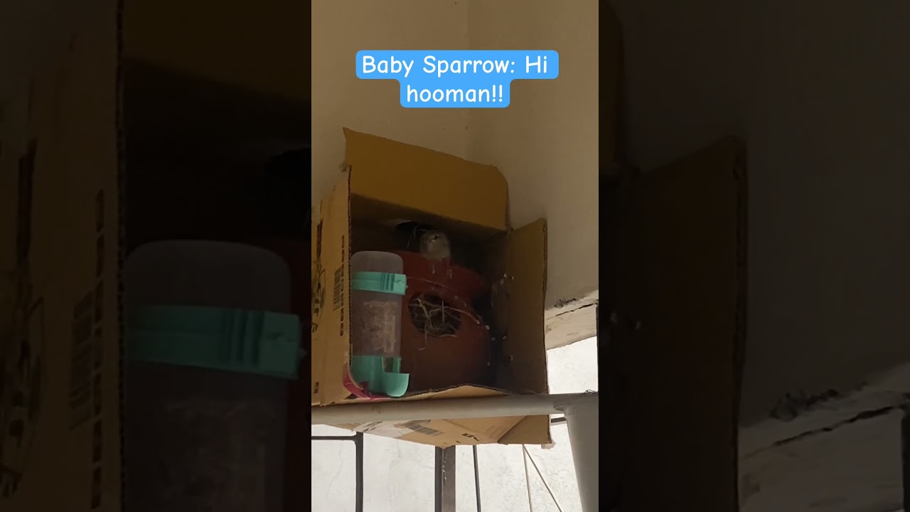 Baby sparrow says Hi human #sparrow #nestbox #sparrowlife #birdfeeder #nestboxcamera #house