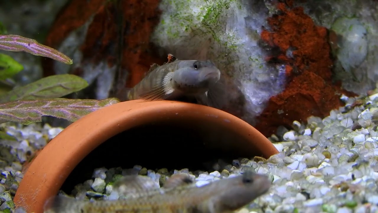 White-Cheeked Goby Rhinogobius duospilus