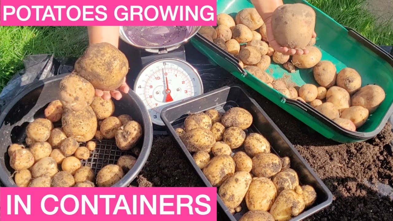 Harvesting || Maincrop Potato 🥔🥔 2022 Grown in Containers