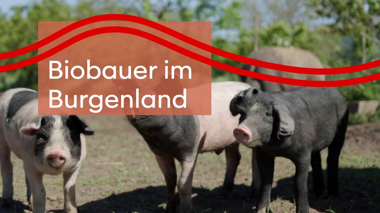 Biobauer im Burgenland: Josef G&ouml;ltl - Mangalitza-Schweinez&uuml;chter in Frauenkirchen